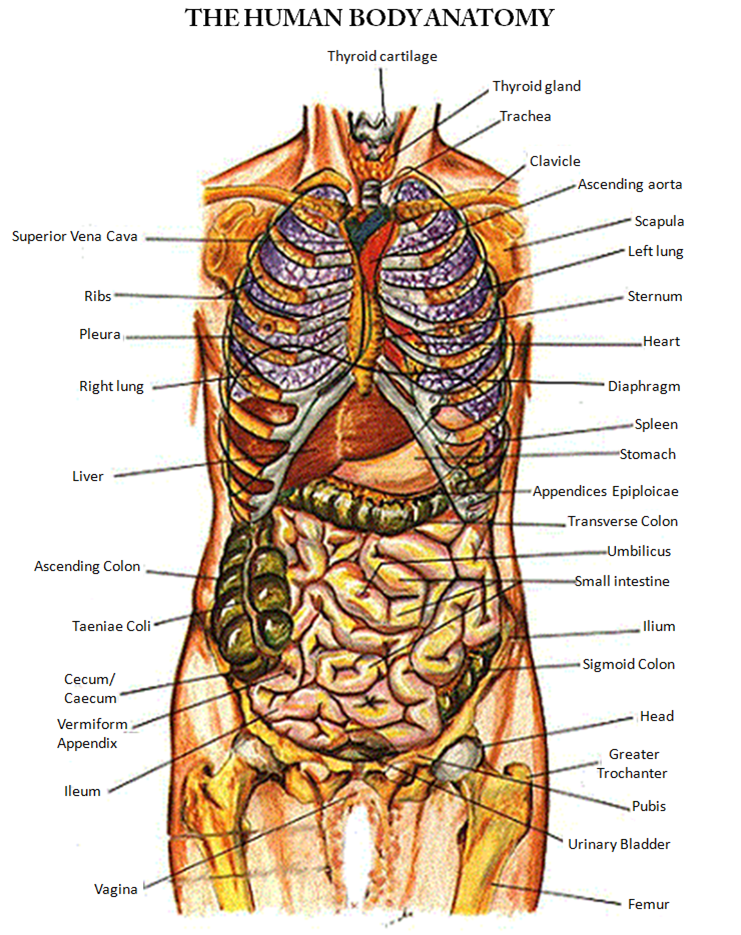 anatomy